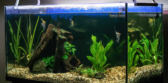 Angelfish Fish Tank